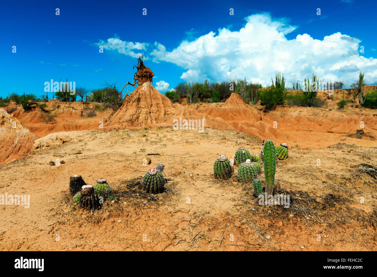 großen Kakteen in rote Wüste, Wüste Tatacoa, Kolumbien, Lateinamerika, Wolken und Sand, roter Sand in der Wüste Stockfoto großen Kakteen in rote Wüste, Wüste Tatacoa, Kolumbien, Lateinamerika, Wolken und Sand, roter Sand in der Wüste Stockfoto