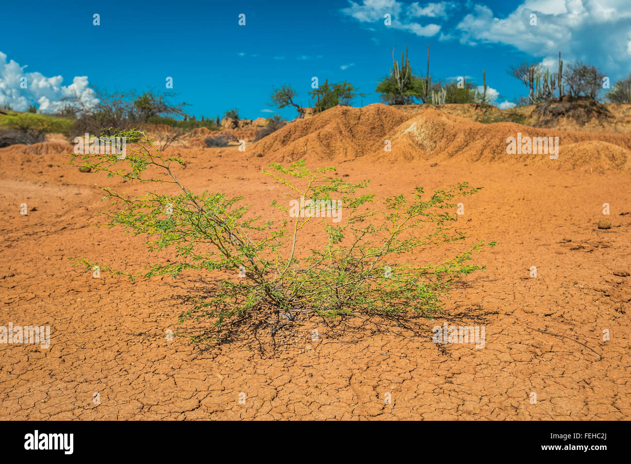 großen Kakteen in rote Wüste, Wüste Tatacoa, Kolumbien, Lateinamerika, Wolken und Sand, roter Sand in der Wüste Stockfoto großen Kakteen in rote Wüste, Wüste Tatacoa, Kolumbien, Lateinamerika, Wolken und Sand, roter Sand in der Wüste Stockfoto