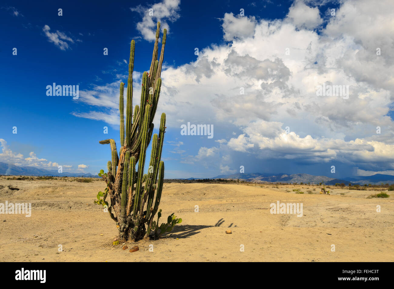 großen Kakteen in rote Wüste, Wüste Tatacoa, Kolumbien, Lateinamerika, Wolken und Sand, roter Sand in der Wüste Stockfoto großen Kakteen in rote Wüste, Wüste Tatacoa, Kolumbien, Lateinamerika, Wolken und Sand, roter Sand in der Wüste Stockfoto