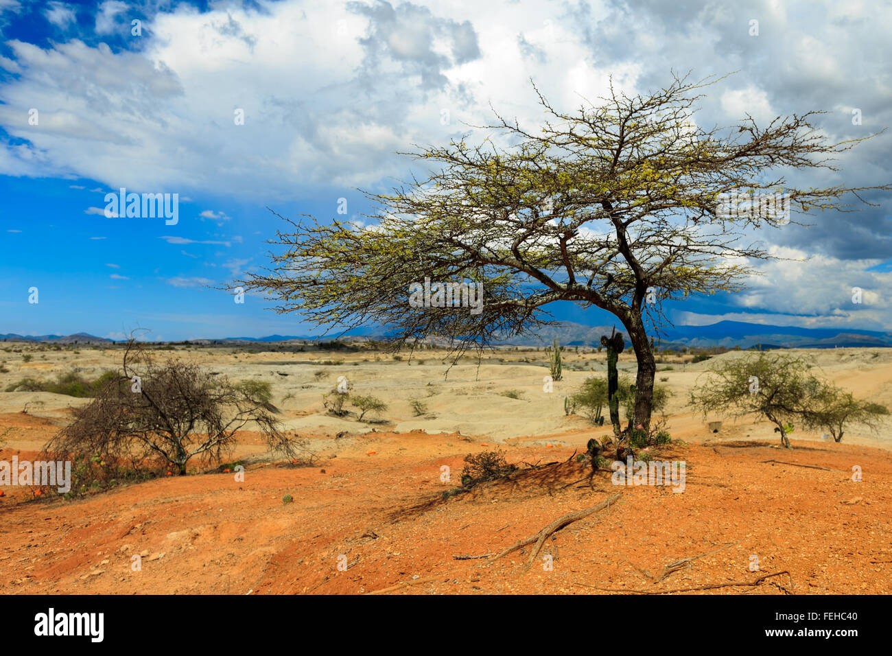 großen Kakteen in rote Wüste, Wüste Tatacoa, Kolumbien, Lateinamerika, Wolken und Sand, roter Sand in der Wüste Stockfoto großen Kakteen in rote Wüste, Wüste Tatacoa, Kolumbien, Lateinamerika, Wolken und Sand, roter Sand in der Wüste Stockfoto