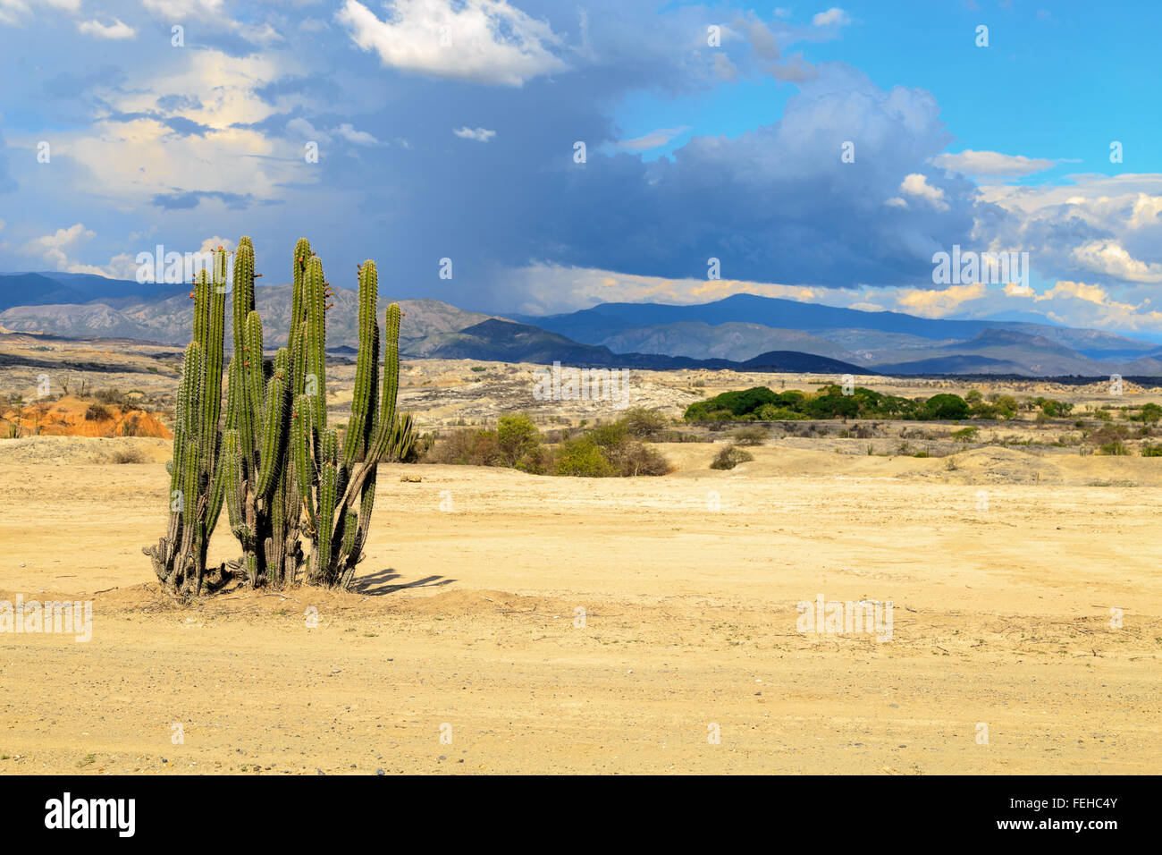 großen Kakteen in rote Wüste, Wüste Tatacoa, Kolumbien, Lateinamerika, Wolken und Sand, roter Sand in der Wüste Stockfoto großen Kakteen in rote Wüste, Wüste Tatacoa, Kolumbien, Lateinamerika, Wolken und Sand, roter Sand in der Wüste Stockfoto