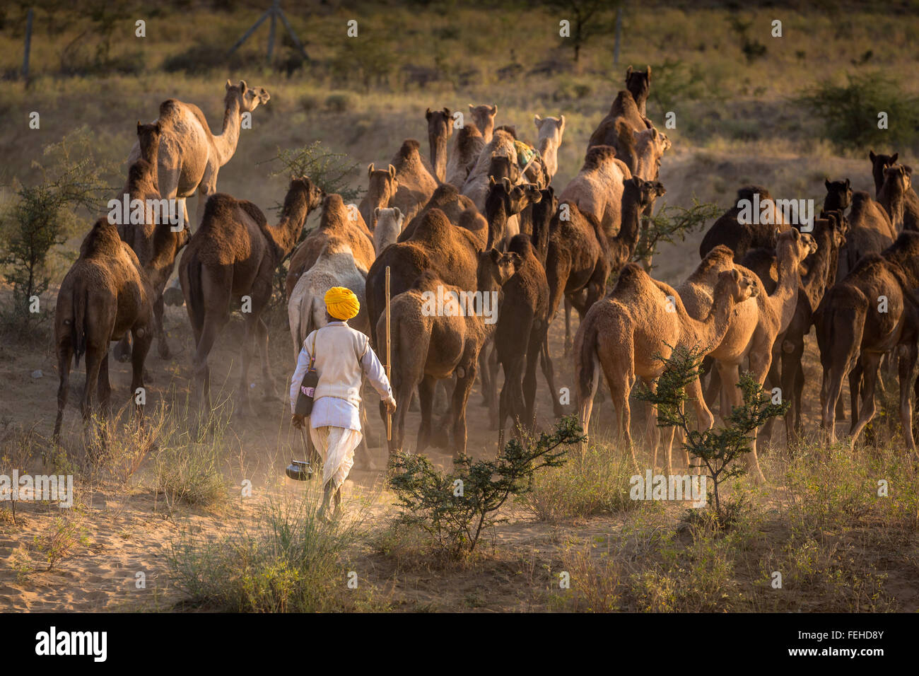 Kamel-Treiber mit seinen Kamelen auf dem Weg nach Pushkar Mela, Pushkar Camel Fair, Rajasthan, Indien Stockfoto