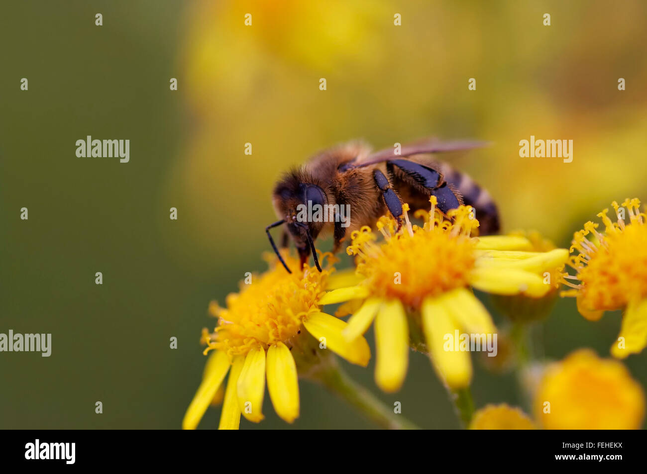 Honigbiene auf der Blume - Bestäubung Stockfoto