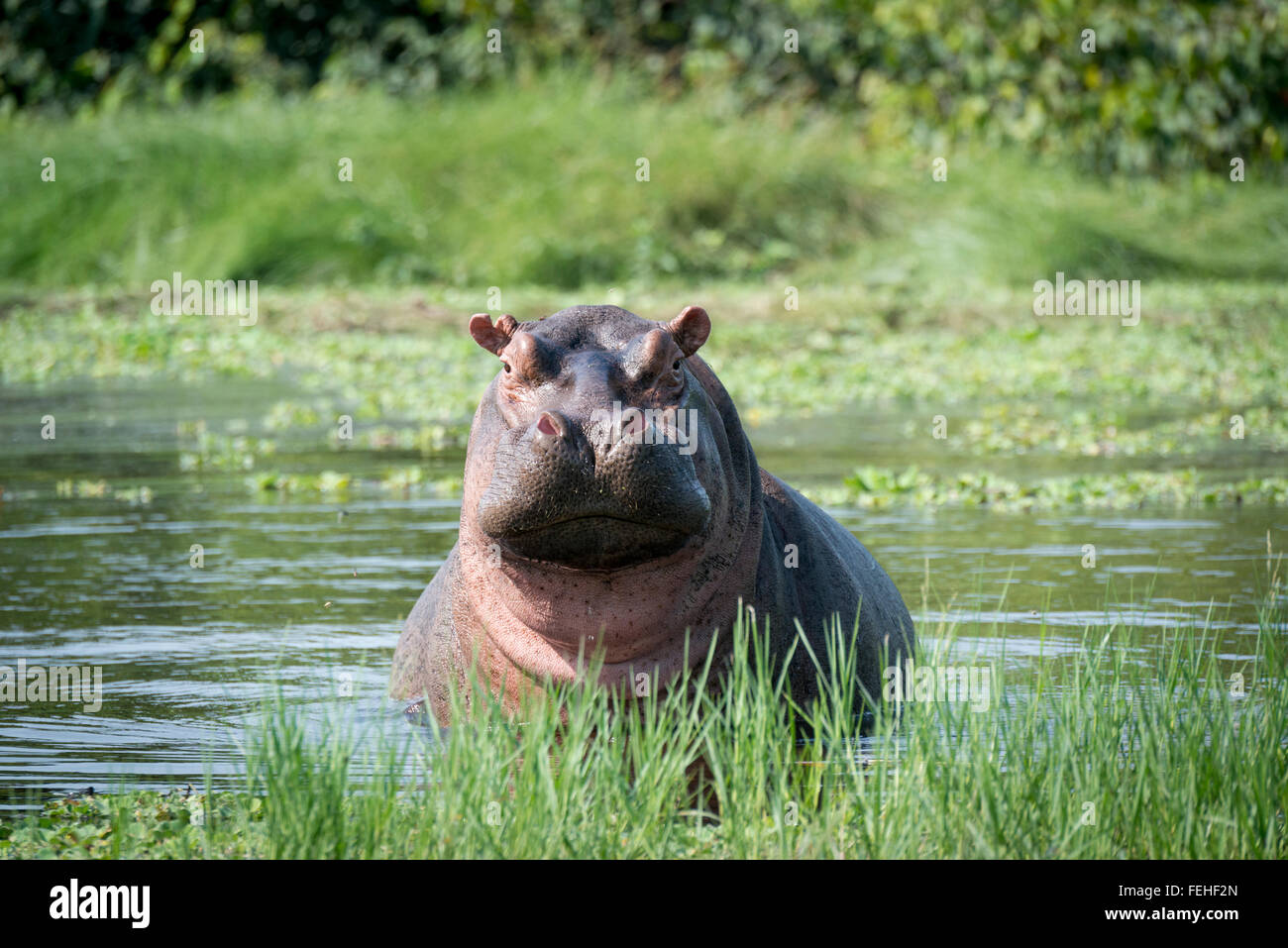 Ein seltenes Salzwasser Nilpferd auf der Insel Orango in der Bijagos-Archipel von Guinea Bissau Stockfoto