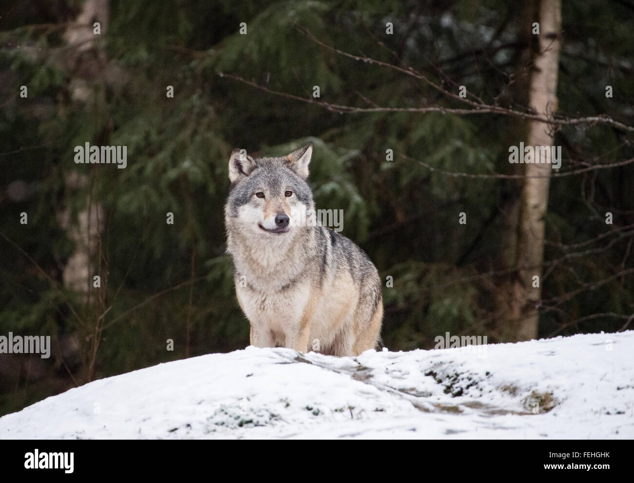 Europäischer Grauwolf im Schnee mit Bäumen hinter Stockfoto