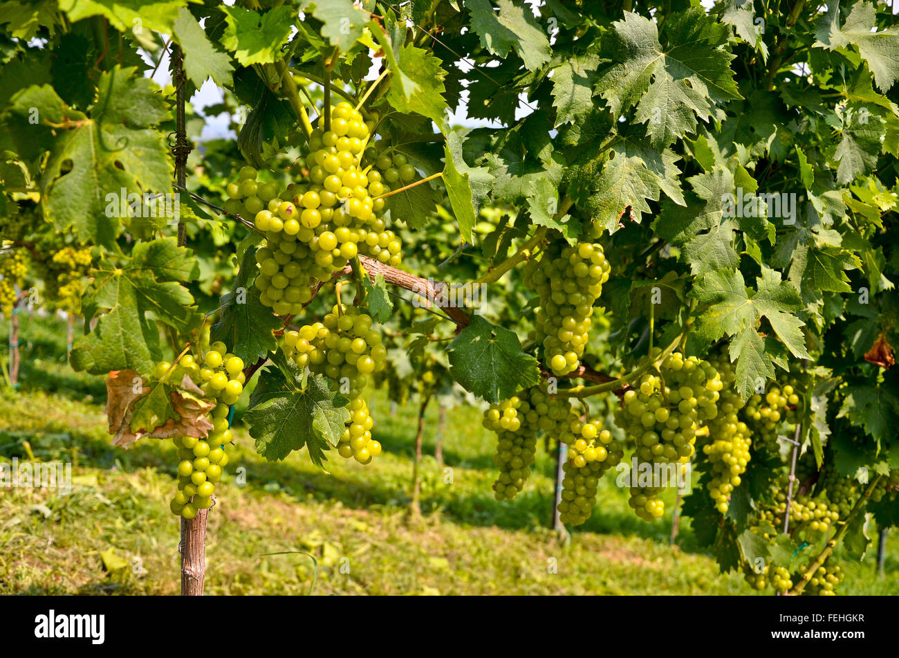 Weißweintrauben vor der Ernte, Sauvignon Blanc Stockfoto