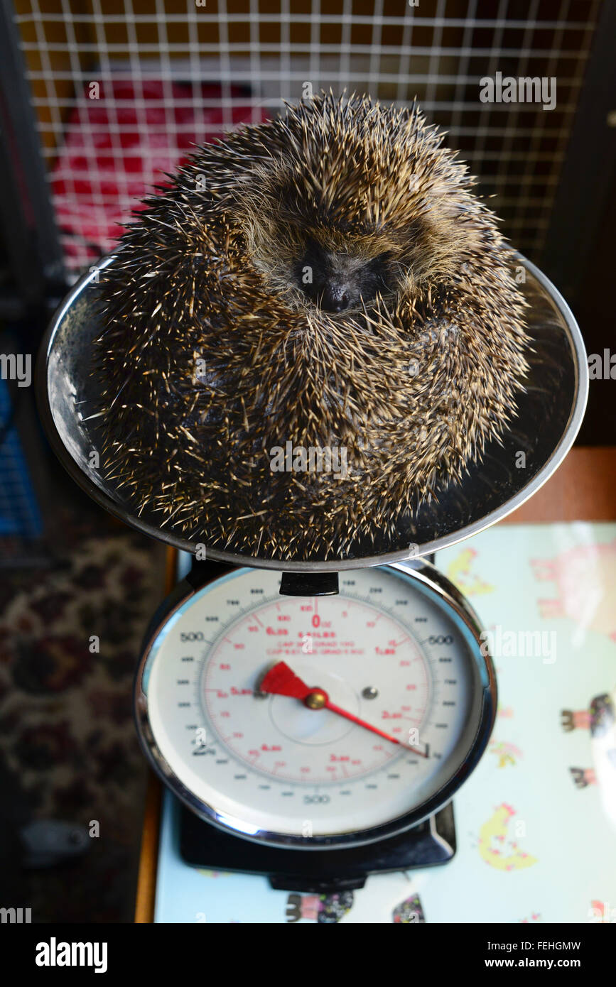 Einen verletzten Igel in einem Igel-Krankenhaus wird gewogen. Stockfoto