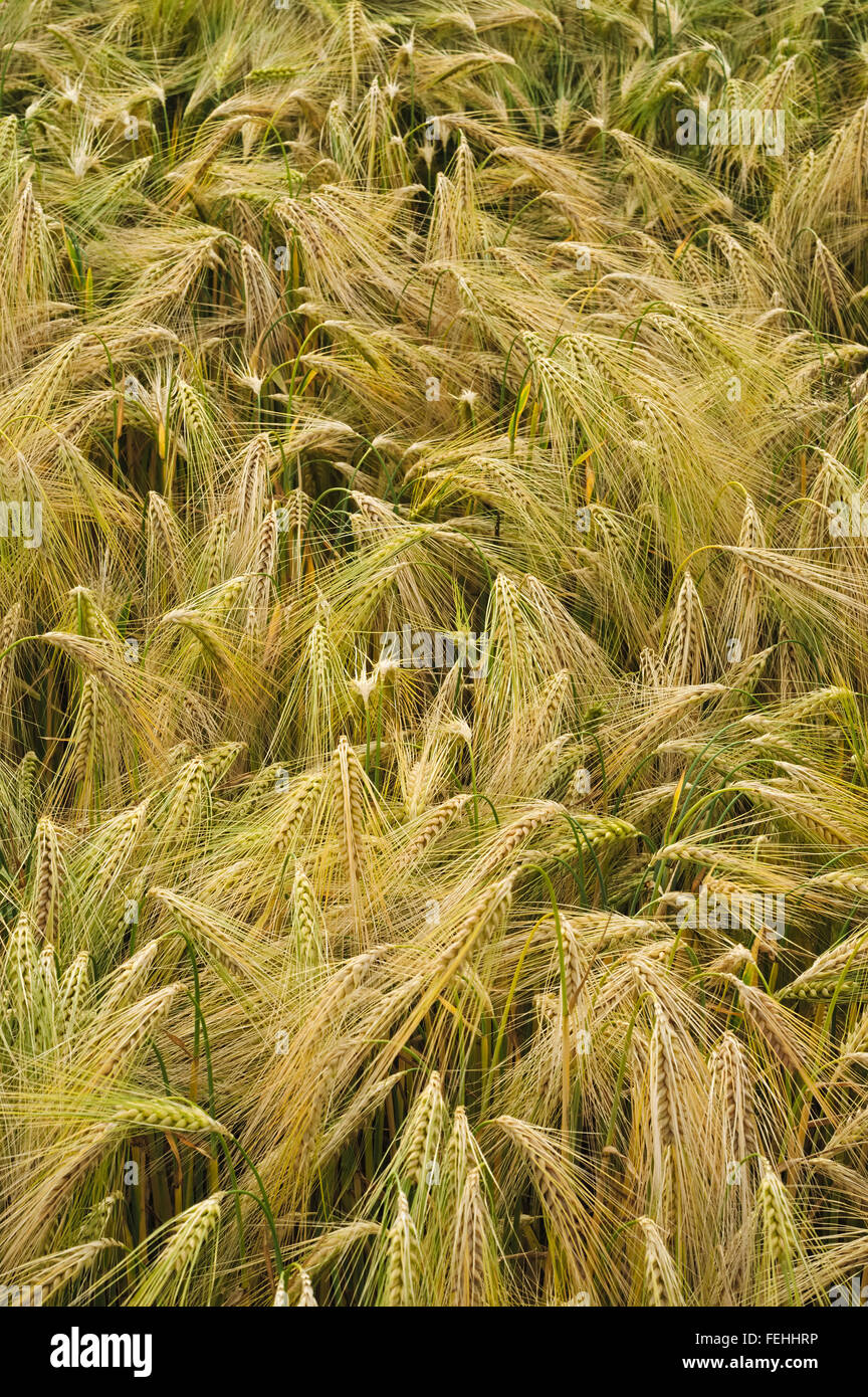 Weizen Triticum durum Stockfoto