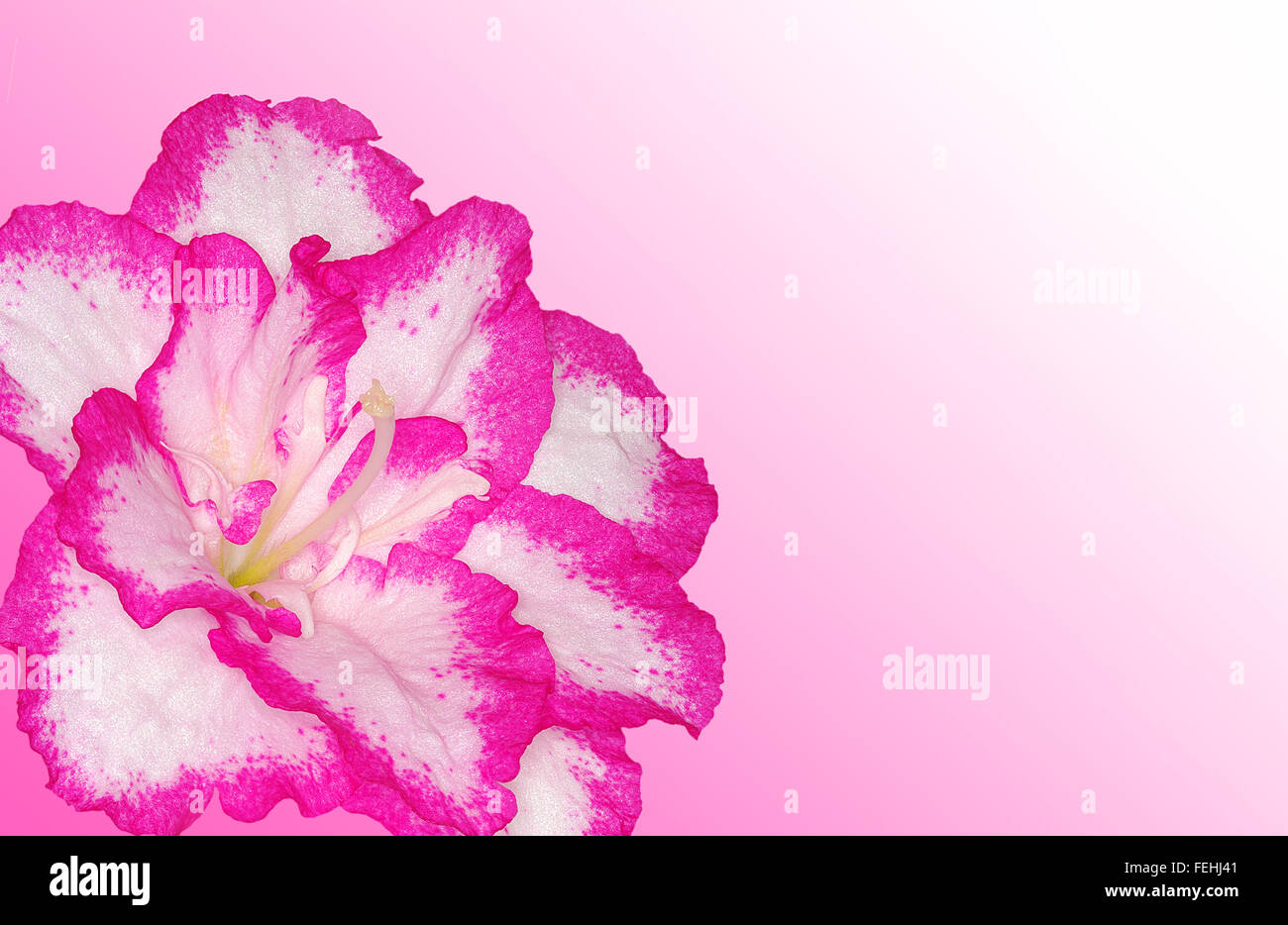 Rosa Azalee Blüte und Exemplar Stockfoto