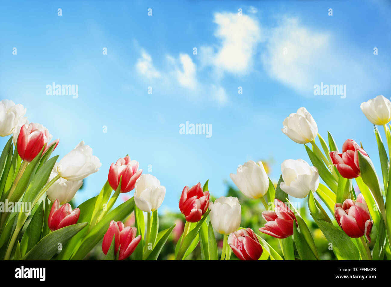 Frühling Tulpen im Feld Natur Hintergrund. Stockfoto