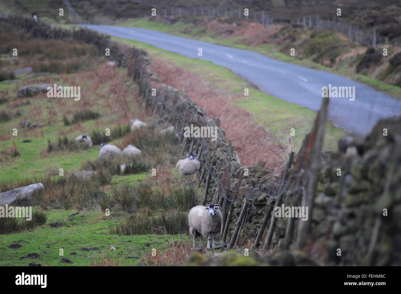 Ein Schaf Tierheime vor dem Wind hinter einer Mauer, Peak District National Park, Derbyshire; England, UK. Stockfoto