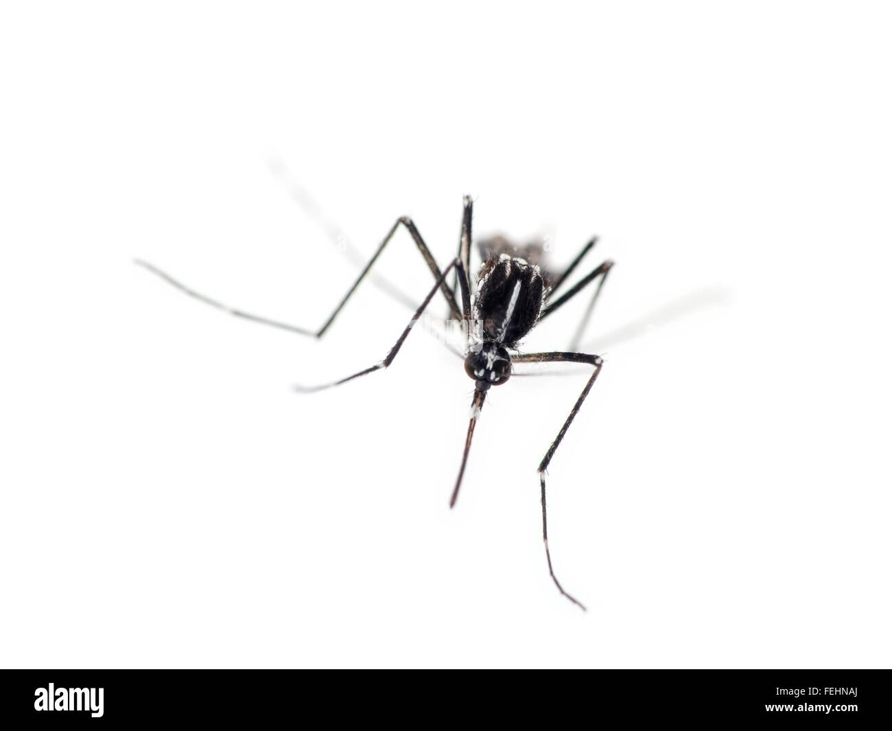 Tigermücke Aedes Albopictus. Vektor der Zika-Virus etc.. Stockfoto