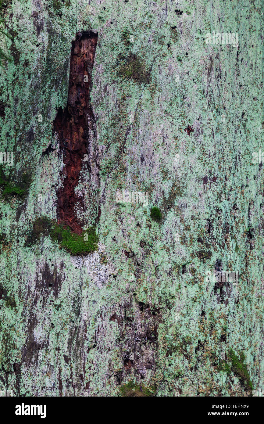 Flechten und Moos Wachstum auf einem faulenden Baumstumpf in einem gemäßigten Regenwald Stockfoto