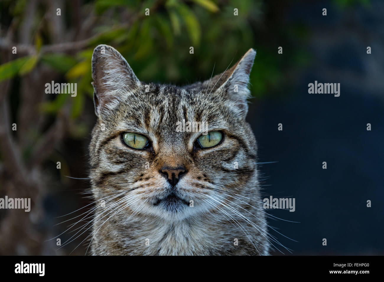 Zutrauliche Katze Dun Porträt Stockfoto