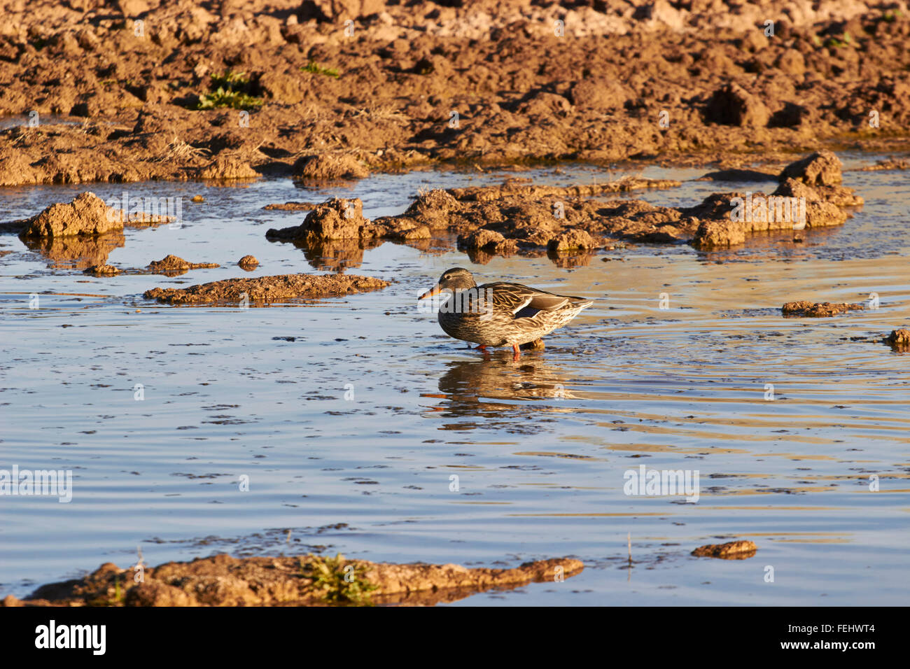 Weibliche Stockente (Anas Platyrhynchos) watet im seichten Wasser an Anliegerstaaten zu bewahren im Wasser Ranch, Gilbert, Arizona, USA. Stockfoto