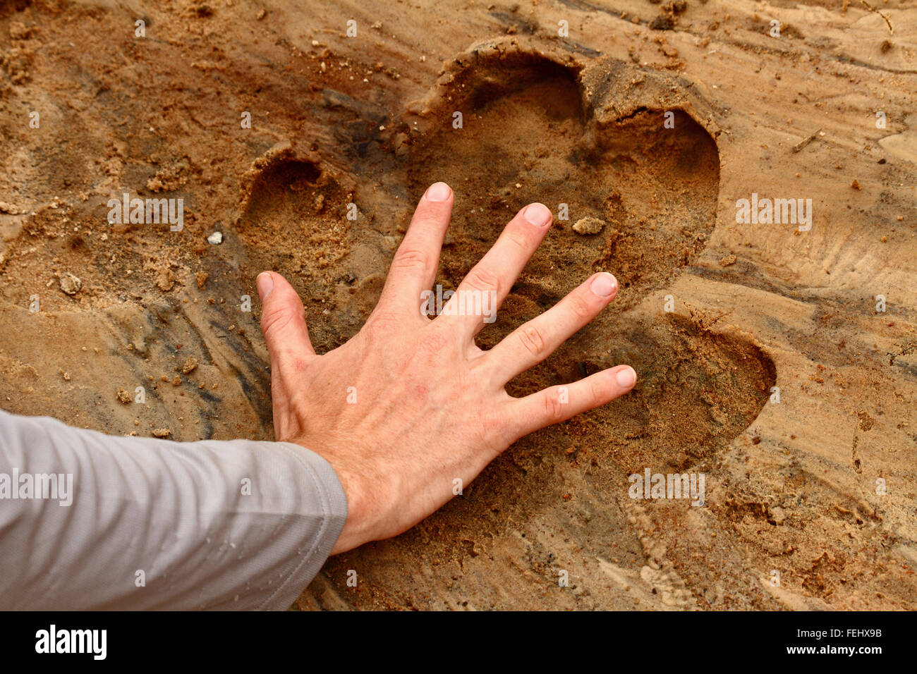 Ein Mann legt seine Hand in ein Nilpferd Fuß Drucken der Größenvergleich zu zeigen. Stockfoto