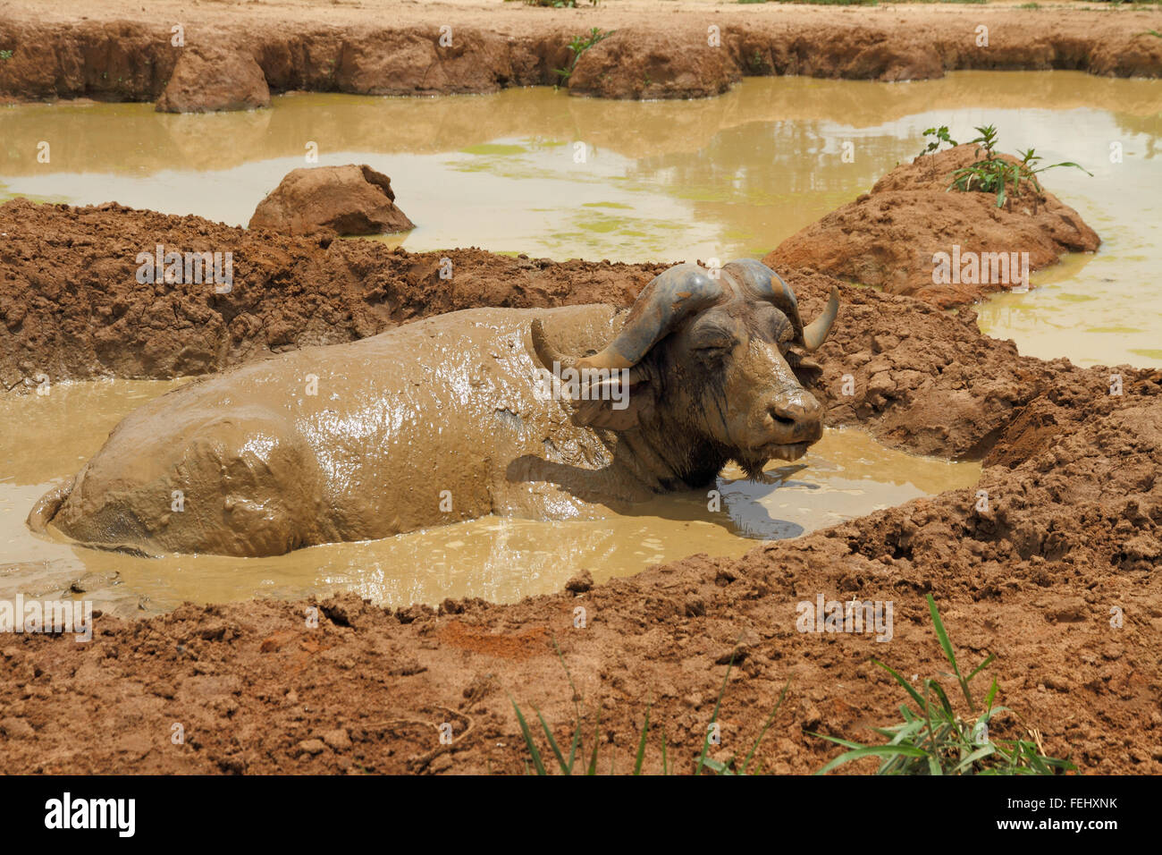 Eine afrikanische Kaffernbüffel entspannt in ein Schlamm wälzen, die fliegen zu entkommen. Stockfoto