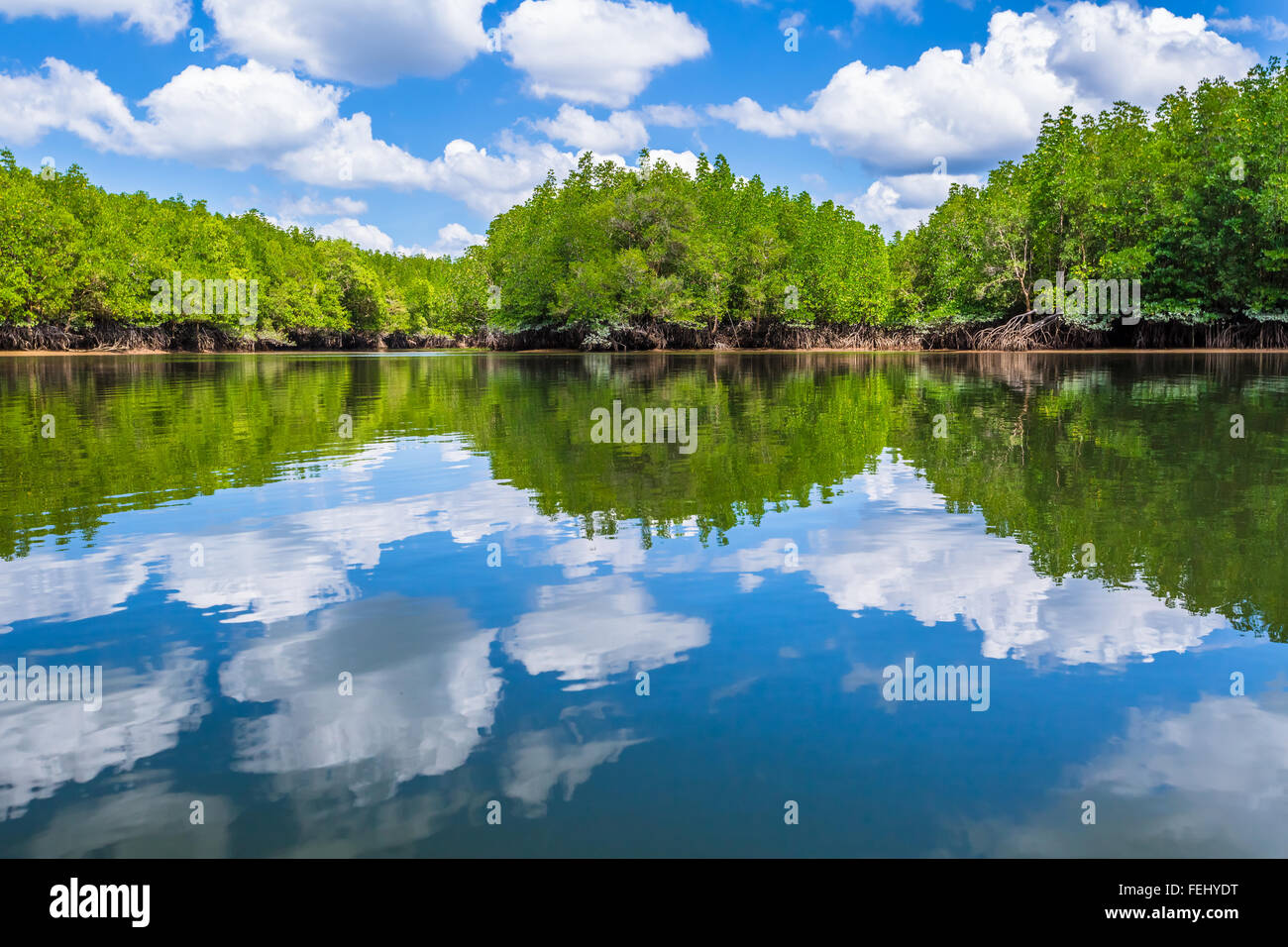 Mangrovenwald reflektiert Stockfoto