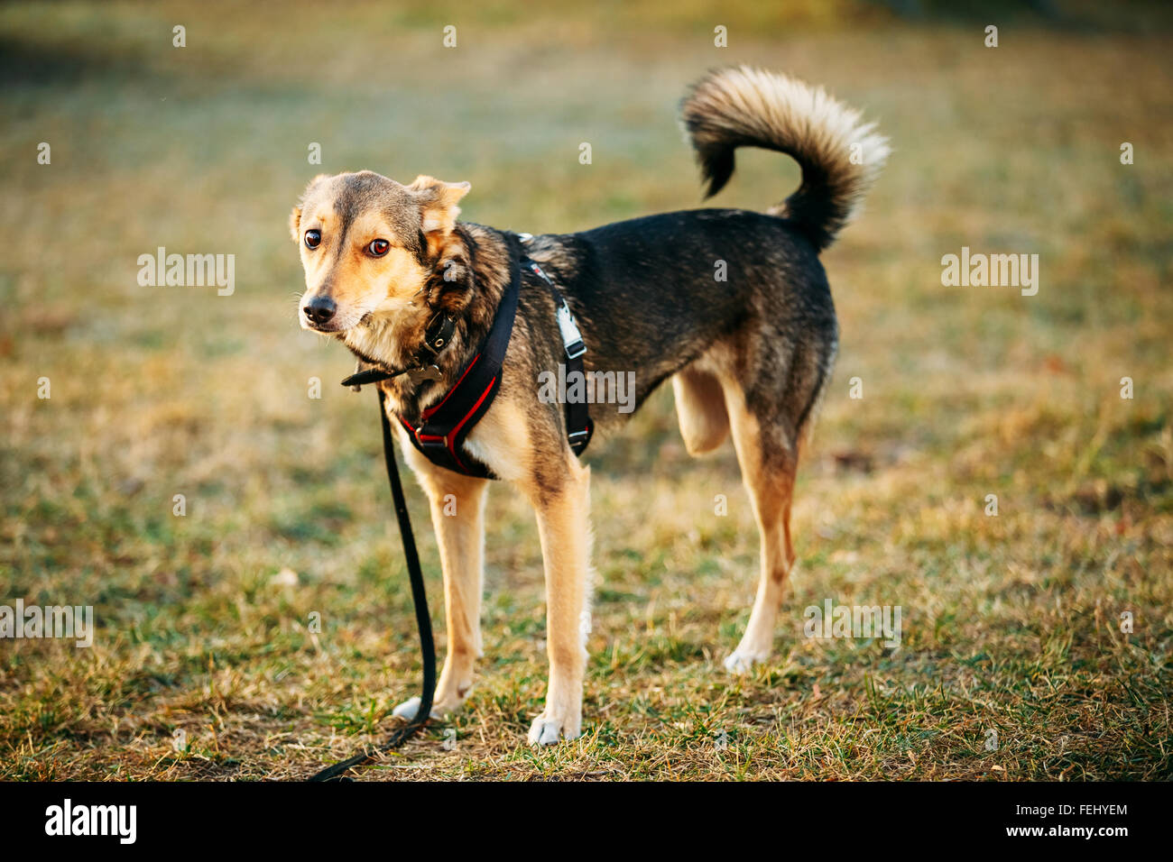 Mischling mittlerer Größe drei zweibeinigen Hund stehend in einem Winkel auf die Seite der Kamera aus. Herbstzeit im freien Hund Portrait Wi Stockfoto