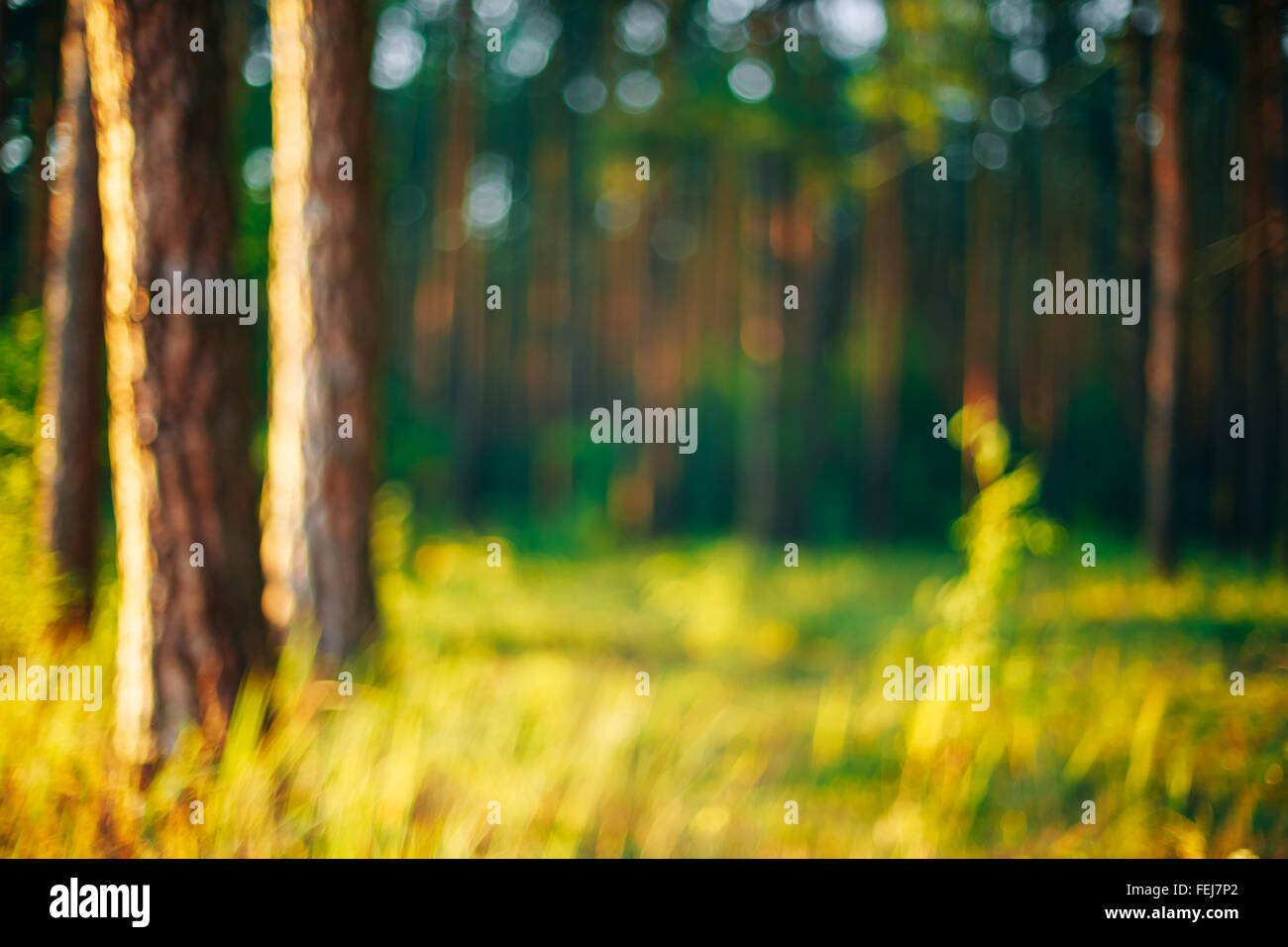 Natur grüne natürliche unscharfen Hintergrund aus Fokus Wald. Bokeh, Boke Wald mit Sonnenlicht Farben Absract Hintergrund Stockfoto