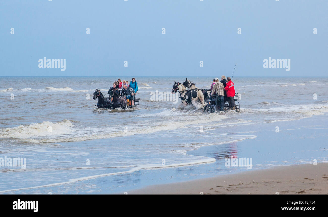 Niederlande, Südholland, Noordwijk, Spaß beim Pferd-Drwan Kutschfahrten in der Brandung von Langevelderslag Beach Stockfoto