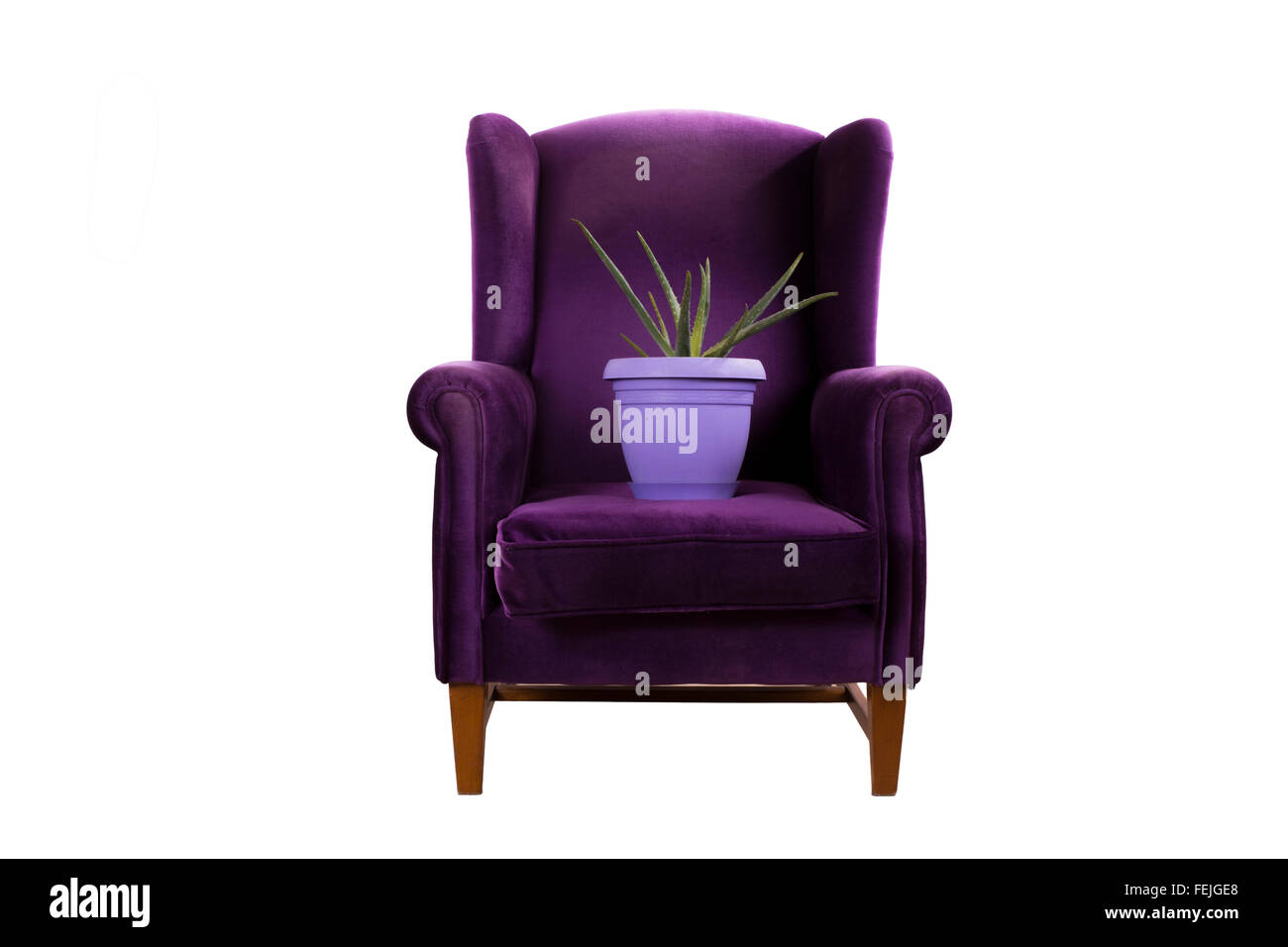 Kaktus auf lila Sessel isoliert auf weißem Hintergrund Stockfoto