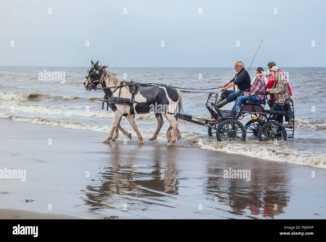 Niederlande, Südholland, Noordwijk, Spaß beim Pferd-Drwan Kutschfahrten in der Brandung von Langevelderslag Beach Stockfoto