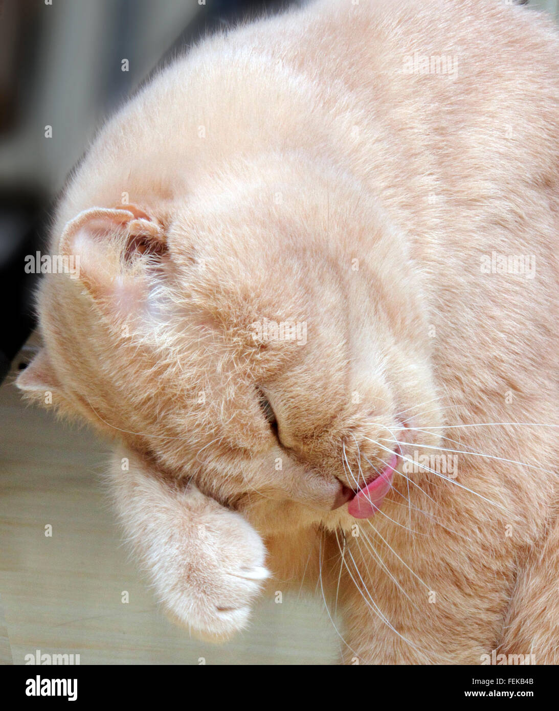 Scottish Fold Katze wäscht sich mit Zunge Stockfoto