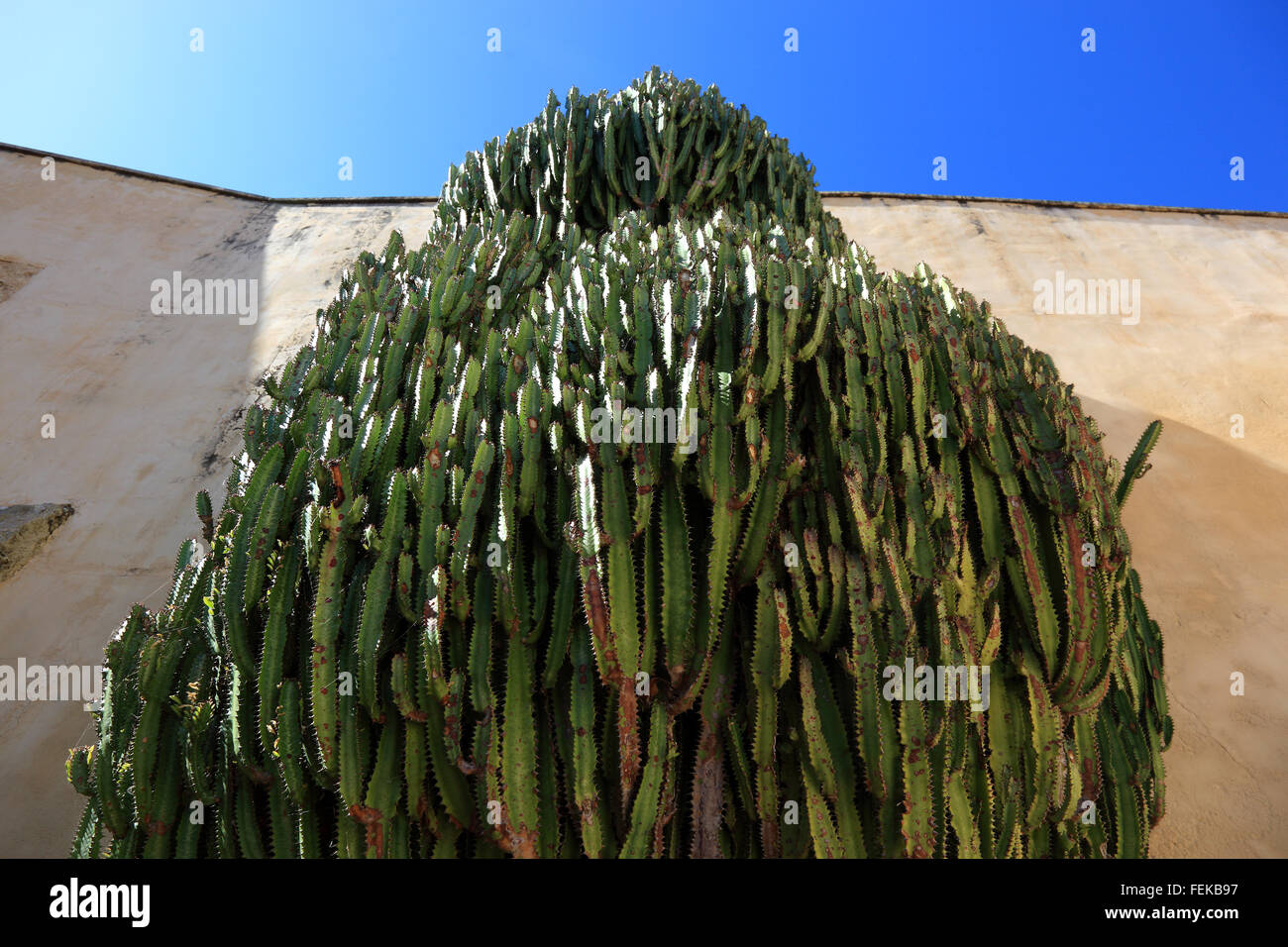 Kreta, Euphorbia ingens Stockfoto