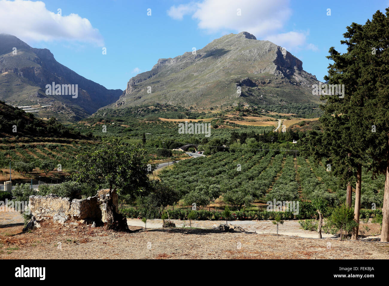 Kreta, Olivenplantagen im Süden der Insel vor den Bergen des Kedros-Gebirges Stockfoto
