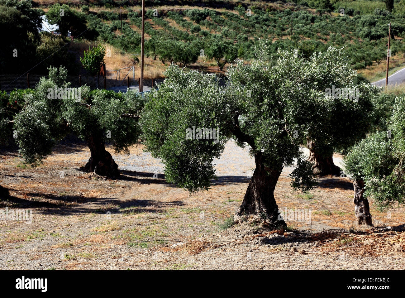 Oliven-Plantagen im Süden der Insel Kreta Stockfoto