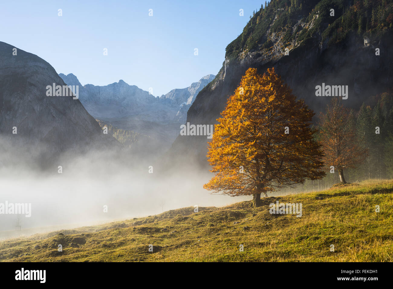 Golden leuchtenden Baum, Nebel und blauem Himmel im Herbst mit im Bereich Großer Ahornboden im Karwendelgebirge, Tirol, Österreich Stockfoto