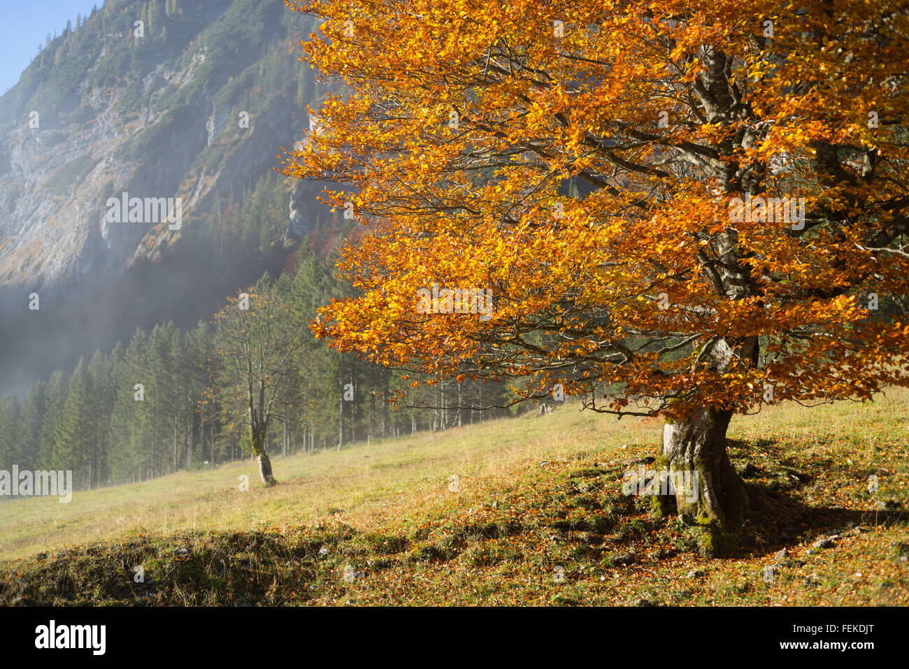 Baum mit bunten Herbst Blätter im hellen Sonnenlicht auf den großen Ahornboden im Karwendelgebirge, Tirol, Österreich Stockfoto