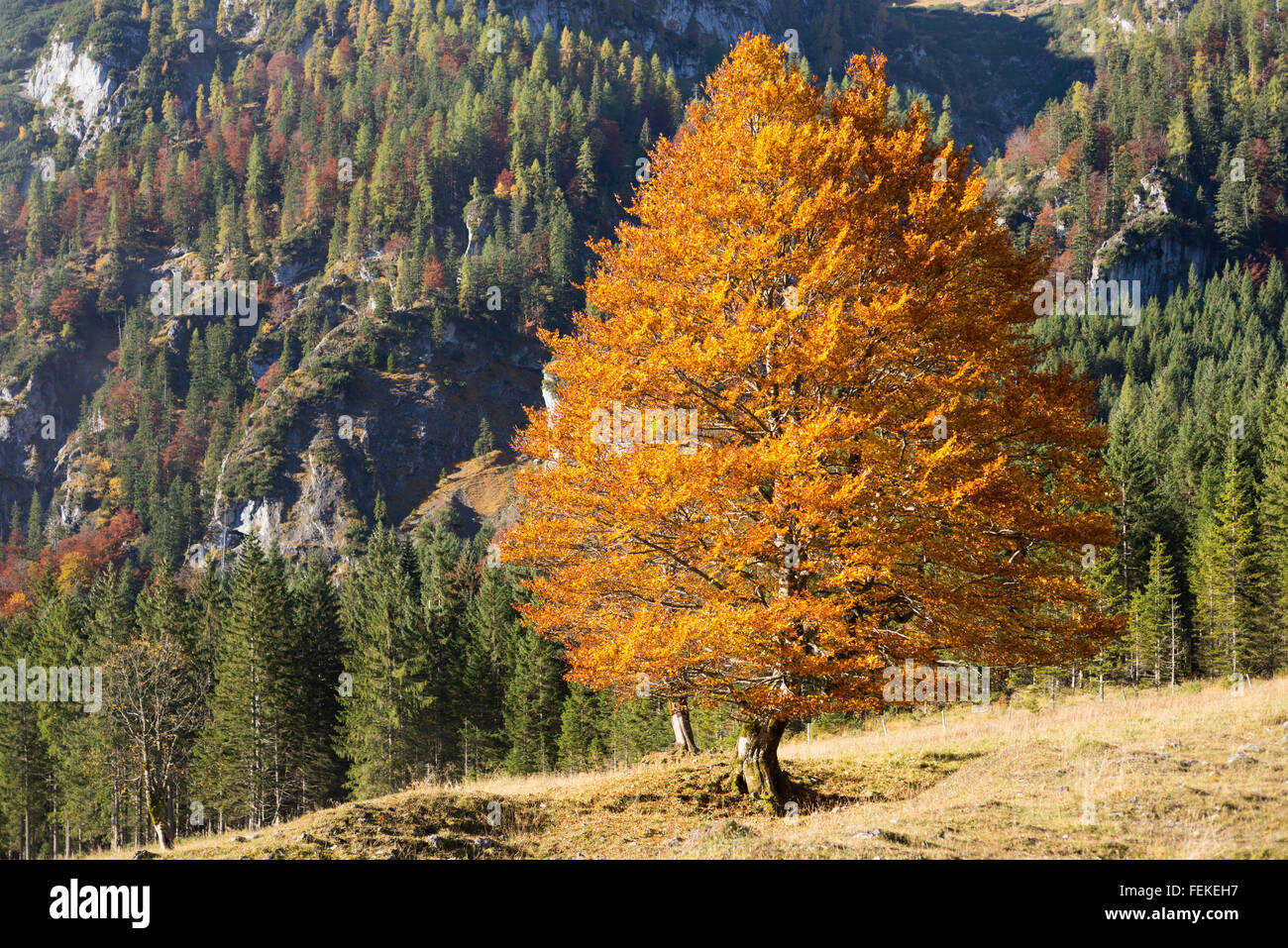 Baum mit brillanten Herbst Blätter im hellen Sonnenlicht auf die gröberen Ahornboden im Karwendelgebirge, Tirol, Österreich Stockfoto