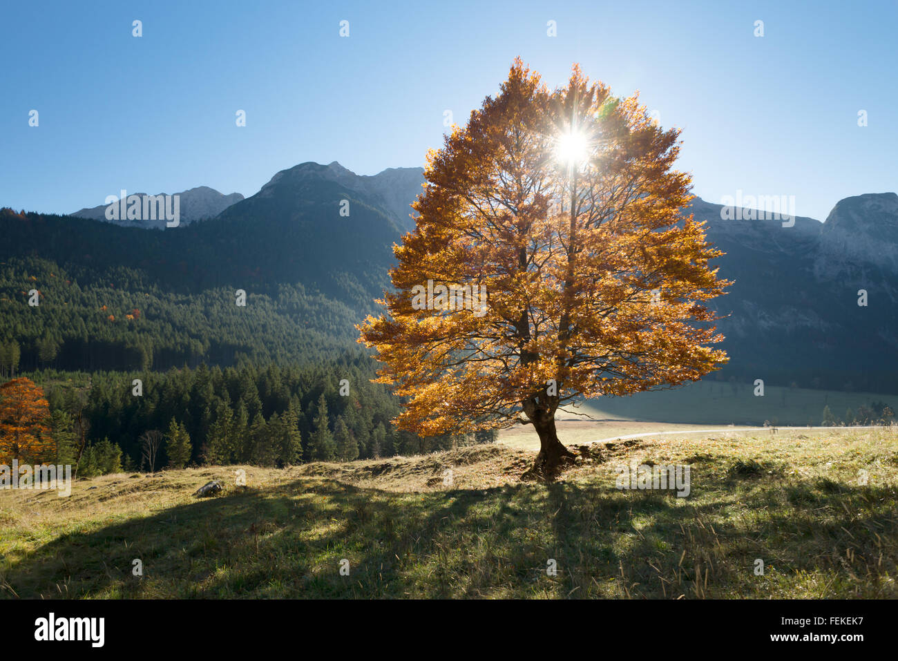 Leuchtend goldene Baum mit Herbst Blättern gegen Berge und Wälder im Gegenlicht der Sonne, Großer Ahornboden, Tirol, Österreich Stockfoto