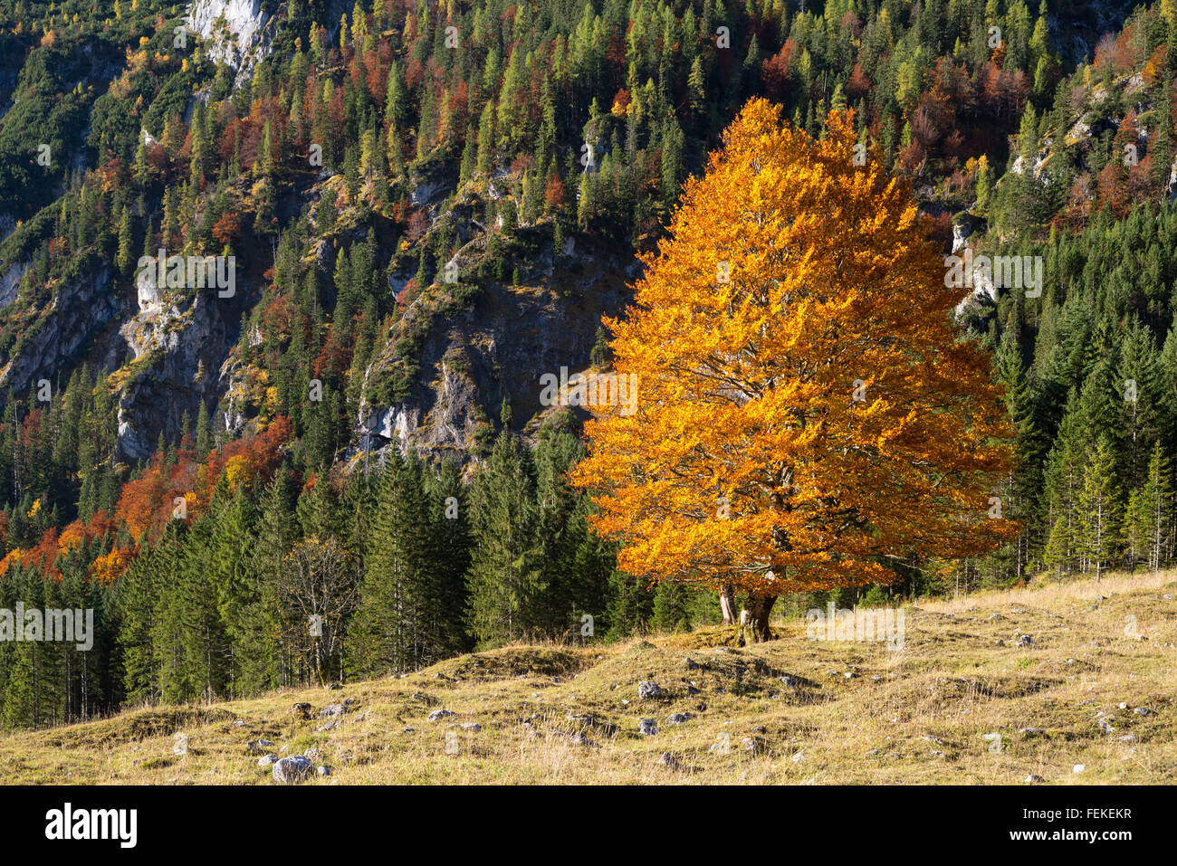 Golden leuchtenden Baum, Berge und blauer Himmel im Herbst mit der großen Ahornboden im Karwendelgebirge, Tirol, Österreich Stockfoto