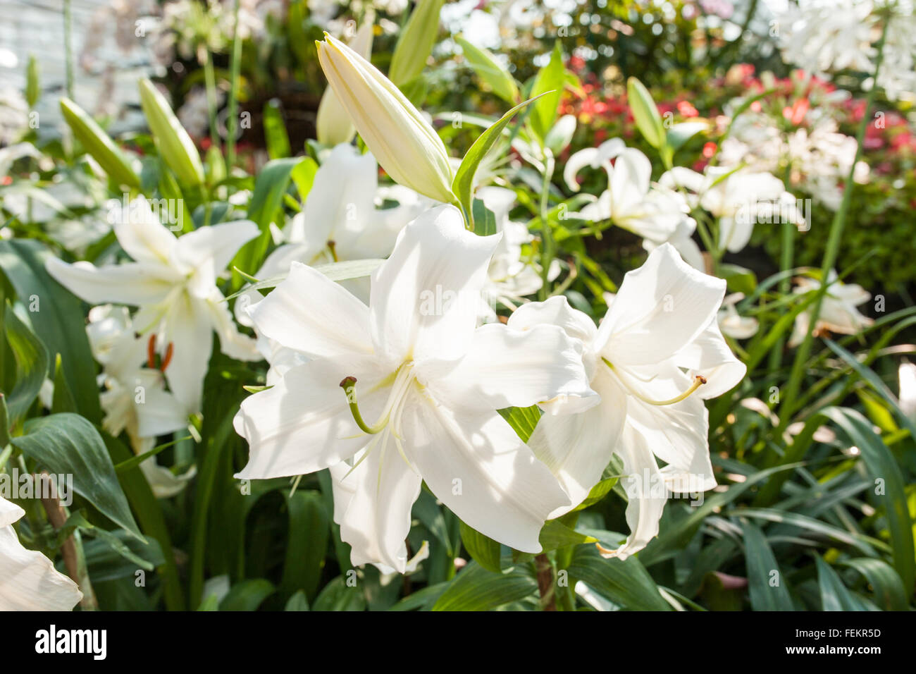 Schöne weiße Lilie im Garten. Stockfoto