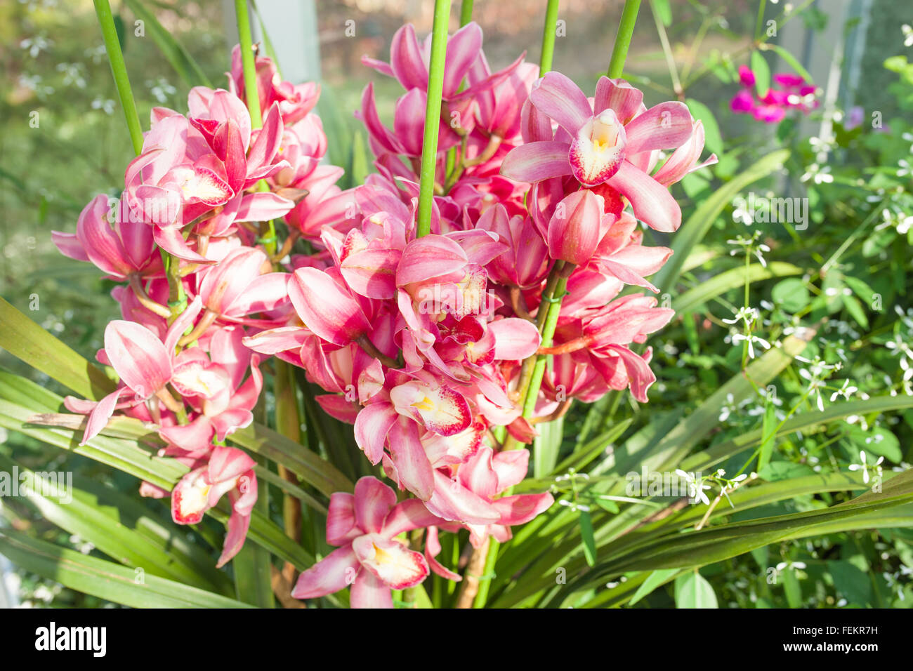 Orchidee rot gesprenkelt den Namen der Blume wegen Ähnlichkeit der Blume. Stockfoto