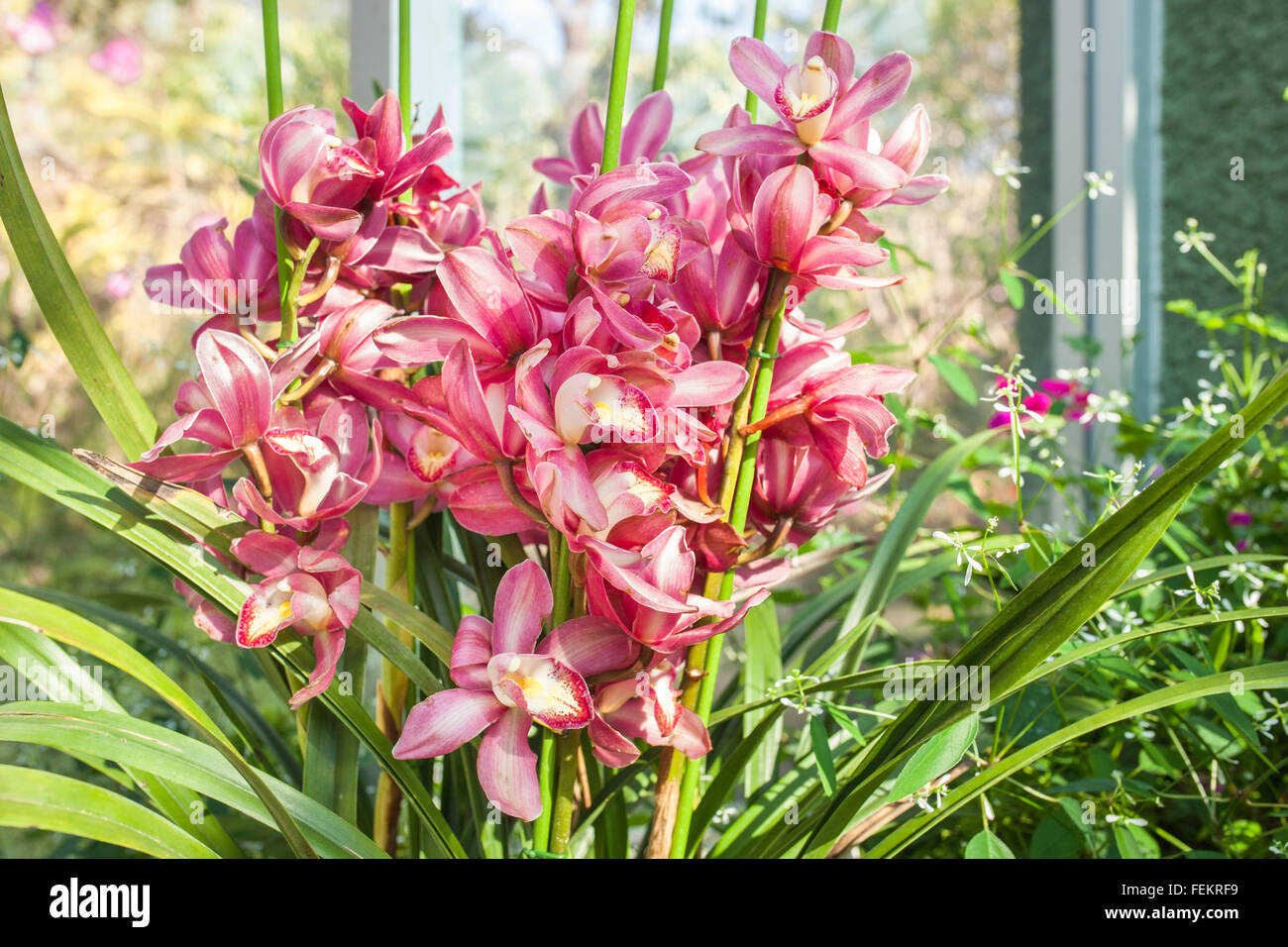Orchidee rot gesprenkelt den Namen der Blume wegen Ähnlichkeit der Blume. Stockfoto