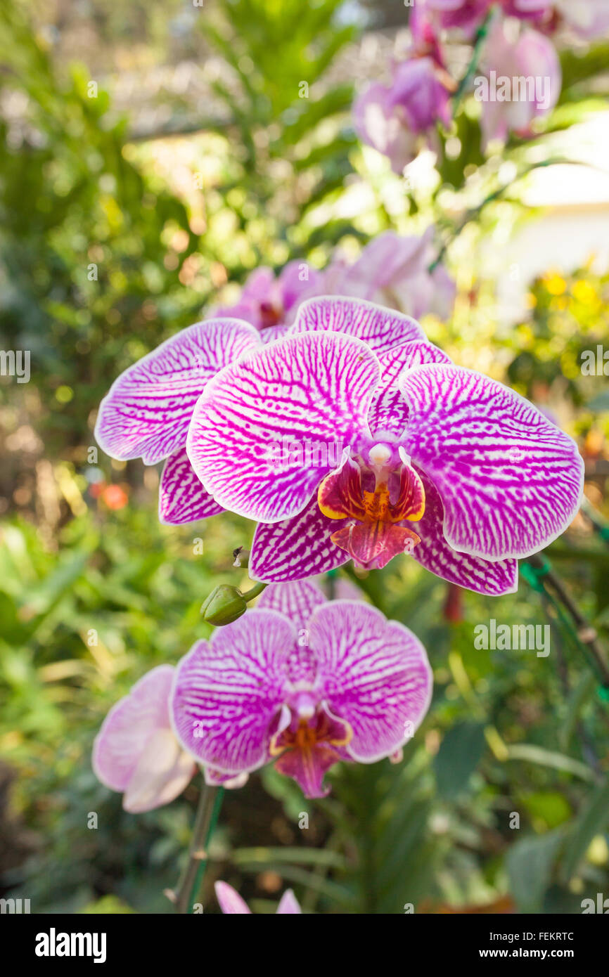 Orchidee lila gesprenkelt den Namen der Blume wegen Ähnlichkeit der Blume. Stockfoto