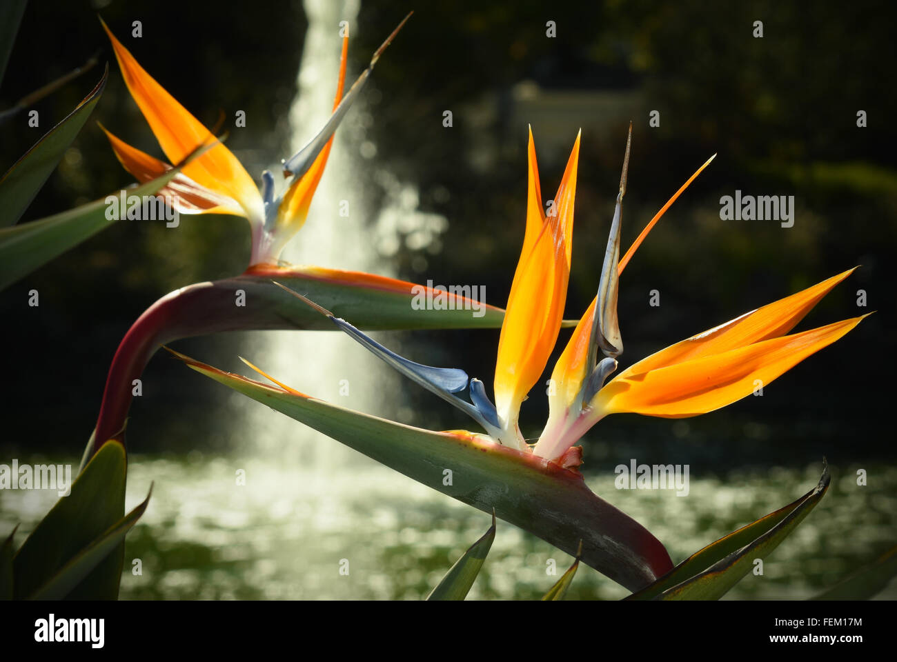 Paradiesvögel Blumen Stockfoto