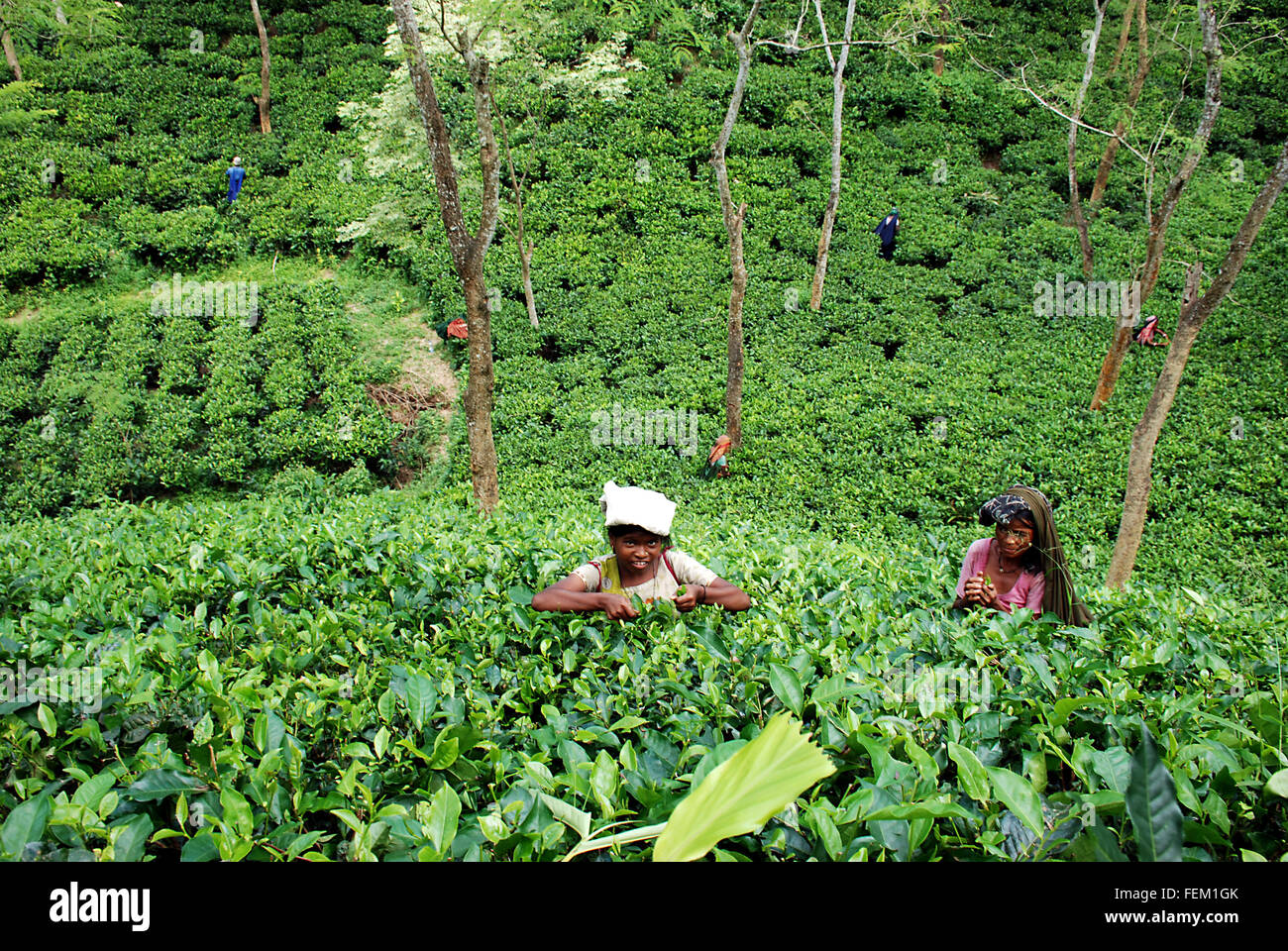 Arbeitnehmerinnen, die während der Saison in Srimangal, Bangladesch zupfen Teeblätter aus dem Garten zu sammeln. Stockfoto