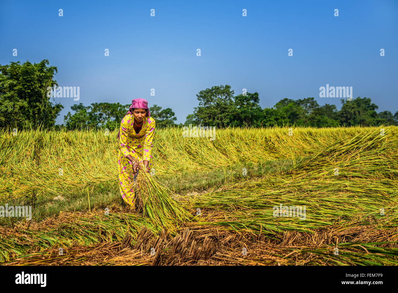 Nepalesische Frau arbeitet in einem Reisfeld. In Nepal ist die Wirtschaft durch die Landwirtschaft geprägt. Stockfoto