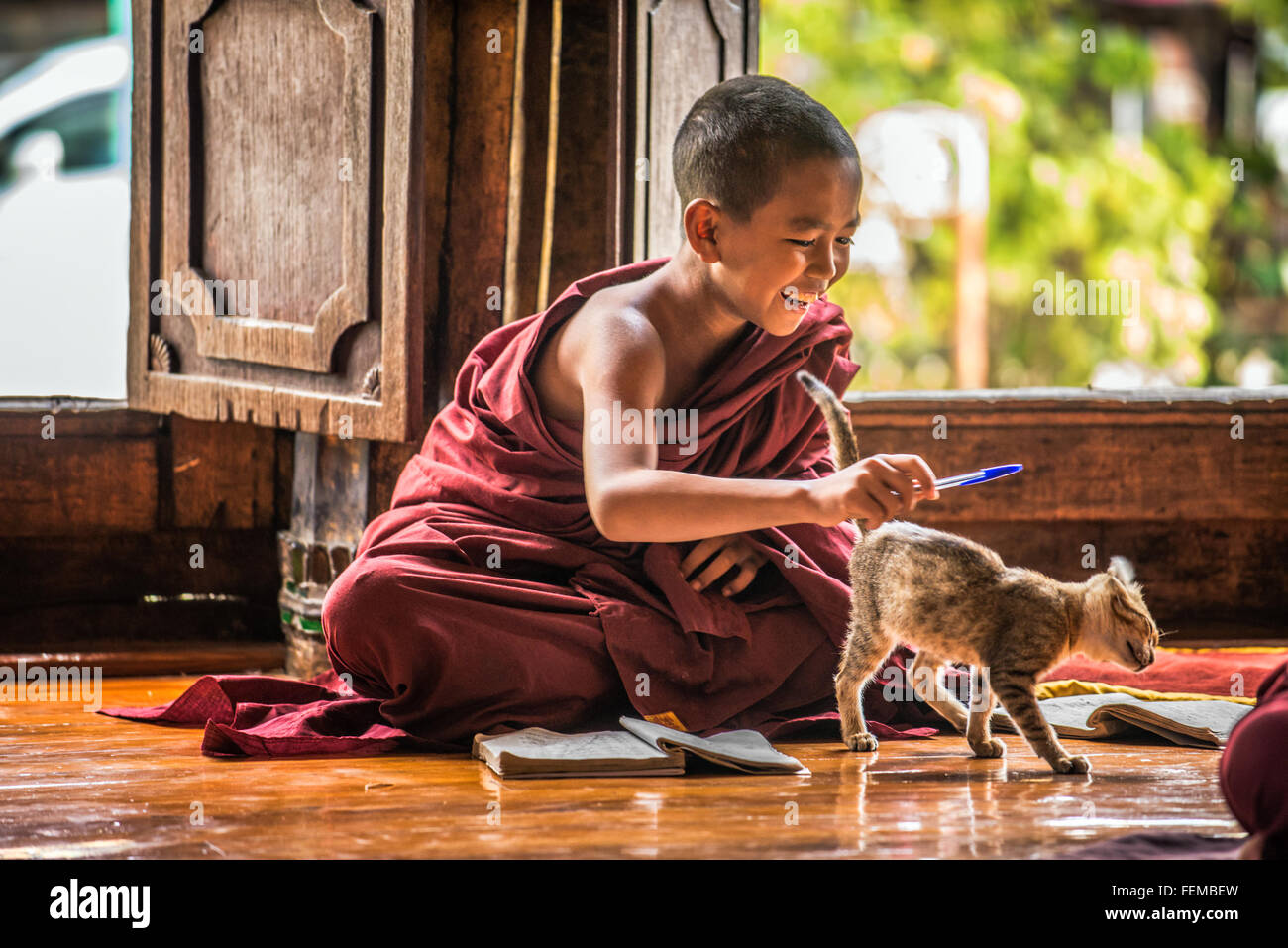 Südostasiatische Kind Mönch wird von einer Katze lernen im Shwe Yan Phe Kloster abgelenkt. Stockfoto