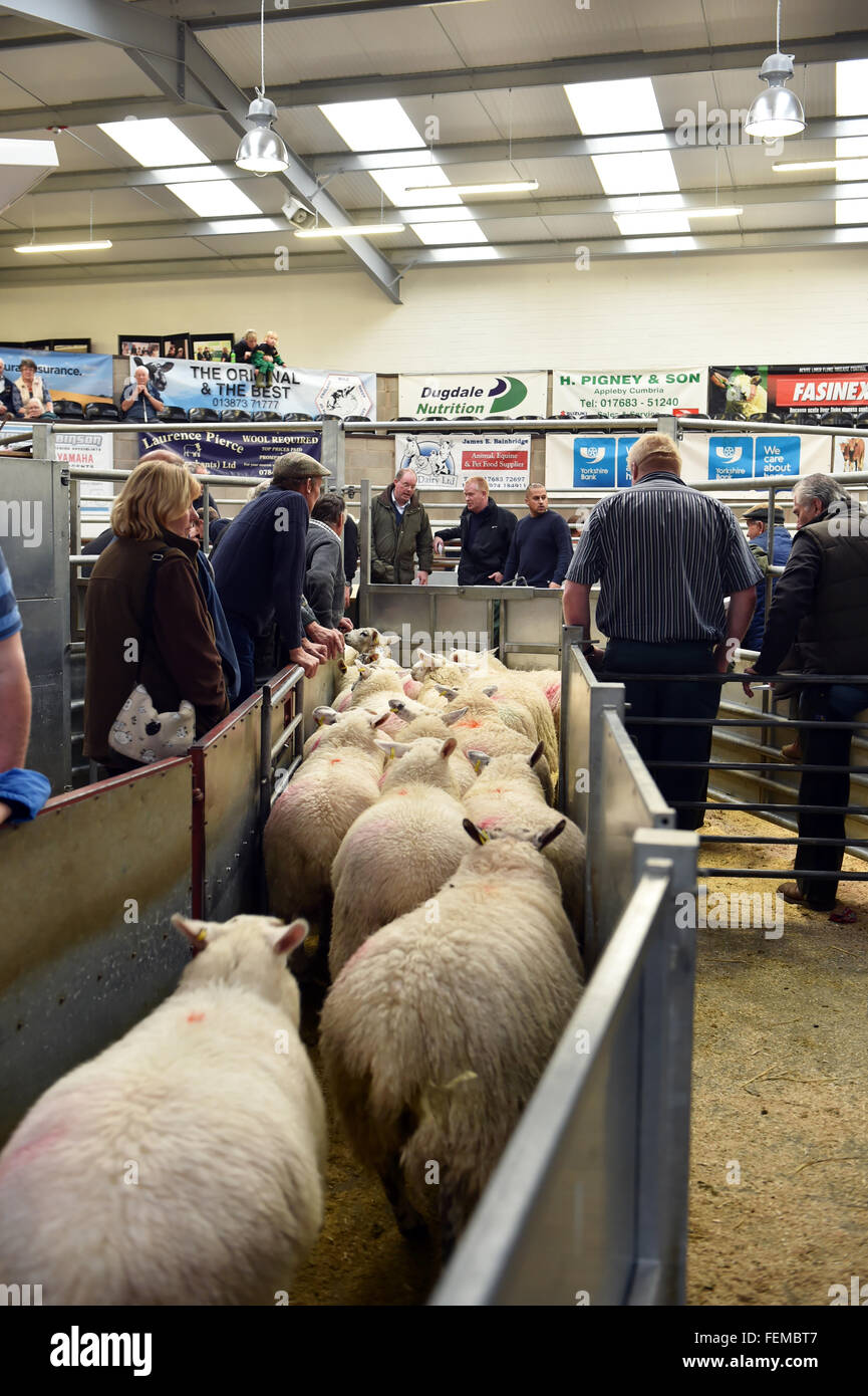 Schafe zur Versteigerung bereit warten in den Ställen, Kendal, UK Stockfoto