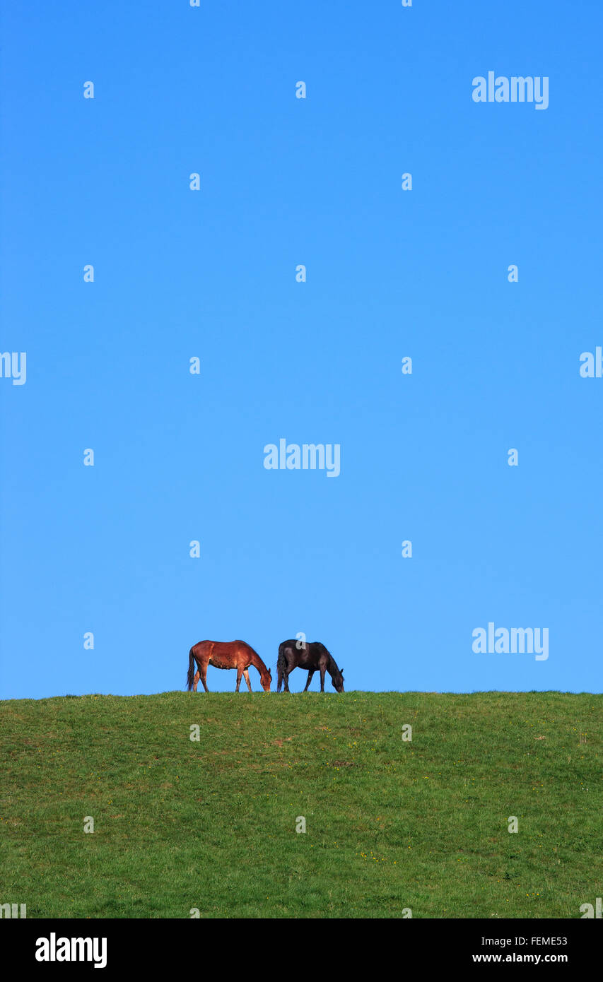 zwei Pferde gegen blauen Himmel Stockfoto