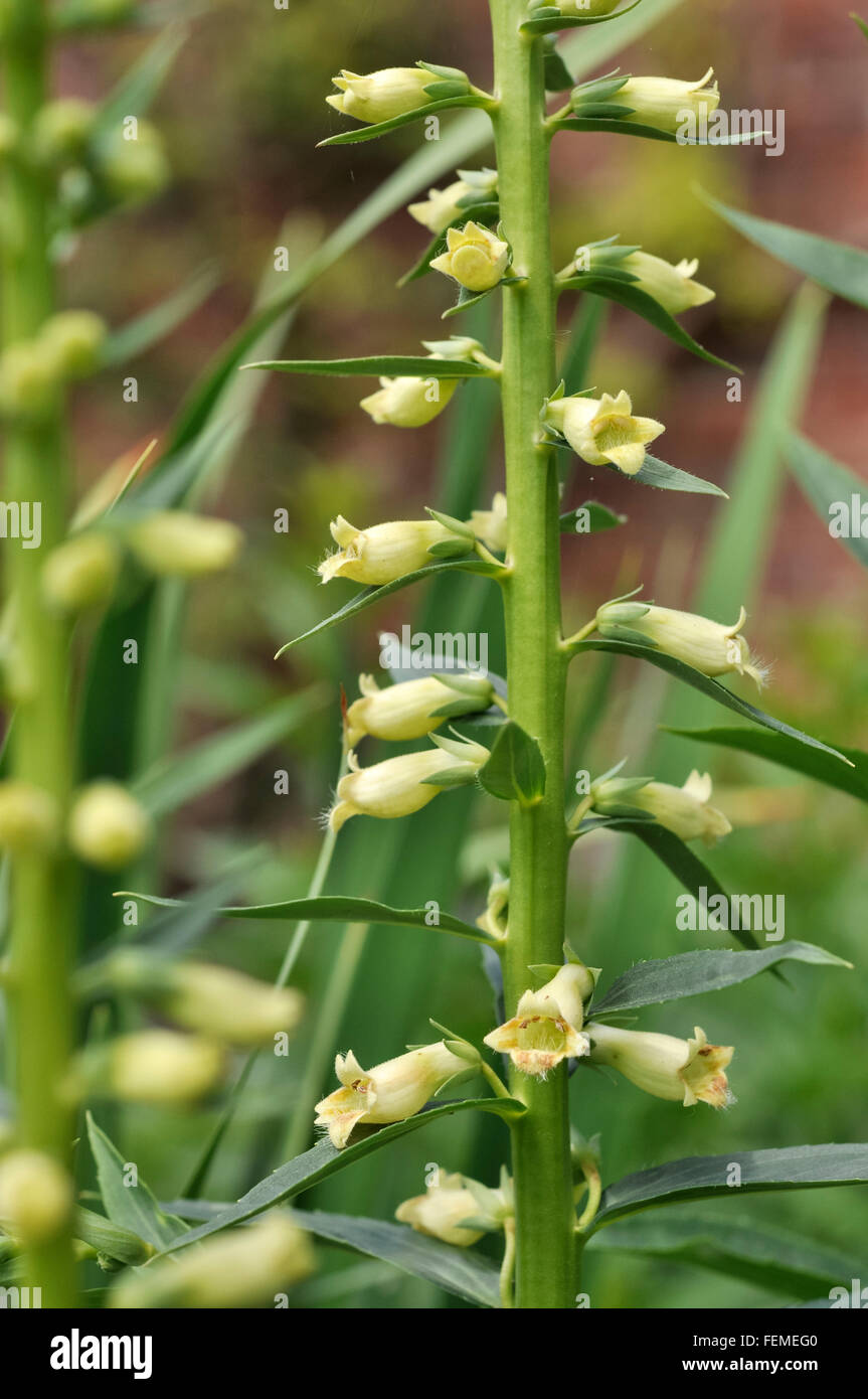 Kleine gelbe Blüten auf einer Digitalis Lutea Pflanze blüht in einem englischen Garten im Sommer. Stockfoto