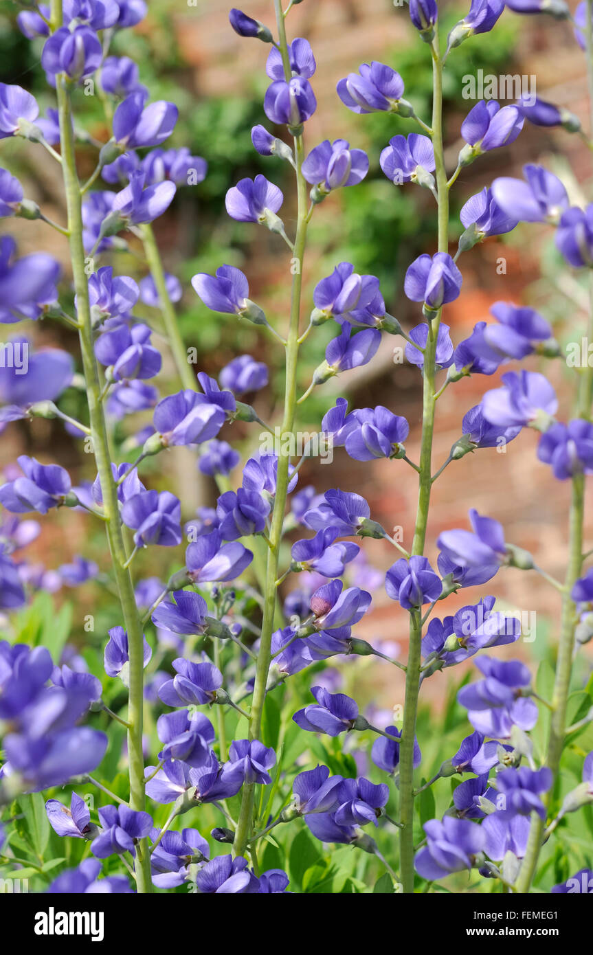 Hellblauen Blumen eine Baptisia Australis wächst in einem englischen Garten im Sommer. Stockfoto
