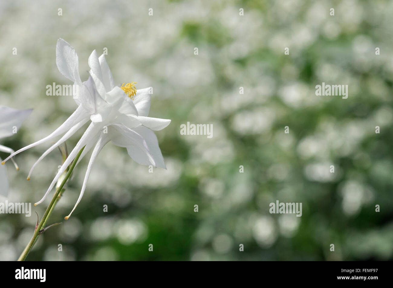 Reine weiße Aquilegia Blume mit langen Sporen. Weichen, unscharfen Hintergrund von Grün und weiß. Stockfoto