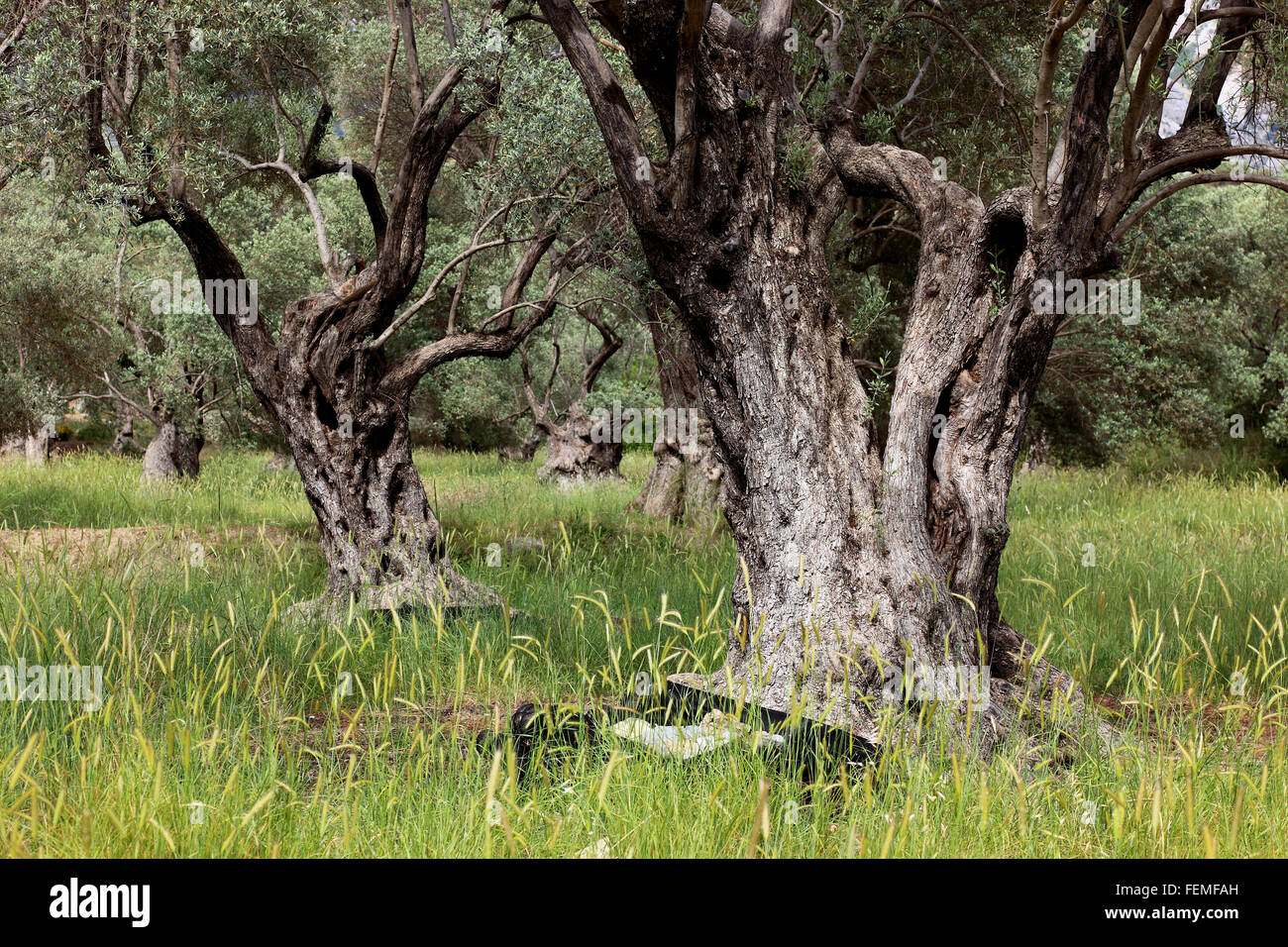 Kreta, alte Olivenbäume, dicker droll Stamm, Olivenholz Stockfoto